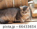 我が家のココさん 66433654