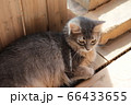 我が家のココさん 66433655