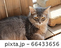 我が家のココさん 66433656