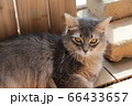 我が家のココさん 66433657