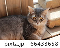 我が家のココさん 66433658