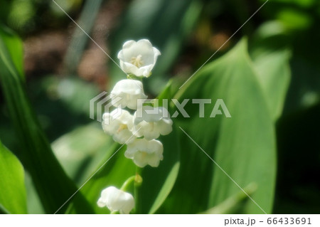 花壇の花：スズラン 66433691