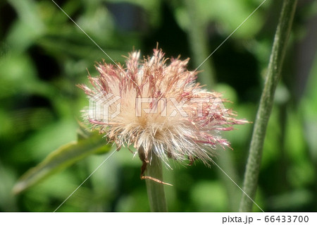 花壇の花:野アザミ&ワタゲ 花壇の花:野アザミ&ワタゲ 66433700