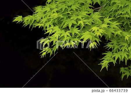 新緑 楓 新緑 楓 66433739
