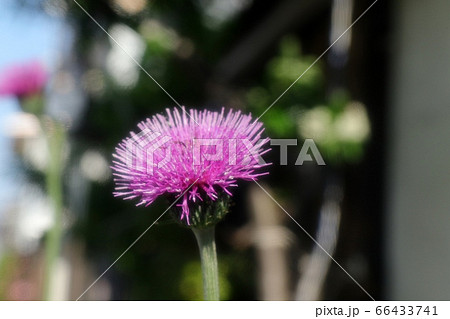 花壇の花：野アザミ＆ワタゲ 66433741