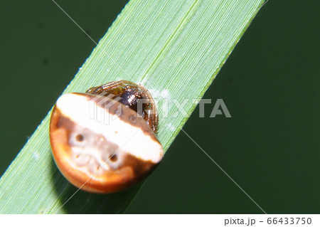 シロオビトリノフンダマシ（メス） 66433750