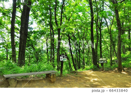神奈川県立七沢森林公園　わんぱくの森入口と新緑 66433840