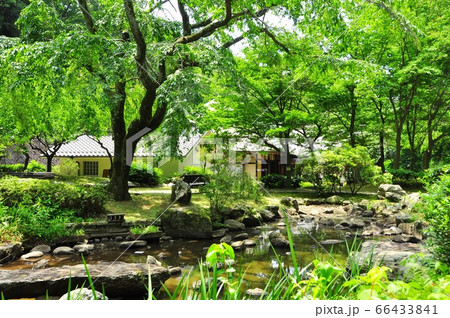 神奈川県立七沢森林公園　せせらぎ広場の池と新緑 66433841