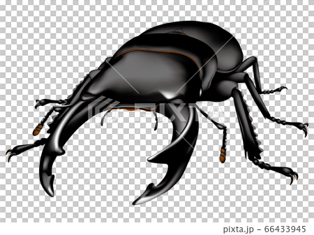 オオクワガタのイラスト素材