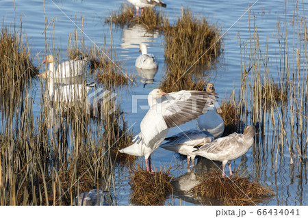 Migrating Snow Geese Migrating Snow Geese 66434041