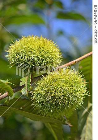 秋の味覚 たわわに実った栗 秋の味覚 たわわに実った栗 66434078
