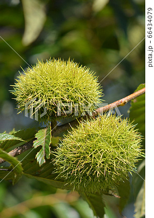 秋の味覚　たわわに実った栗 66434079