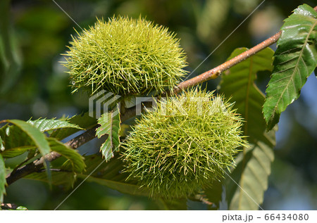 秋の味覚　たわわに実った栗 66434080