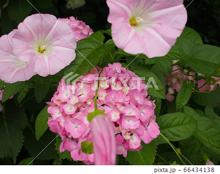 朝顔と紫陽花のコラボレーションの写真素材 [66434138] - PIXTA