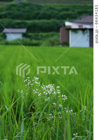 鳥取　四季の散歩　夏　佐治アストロパーク 66434183