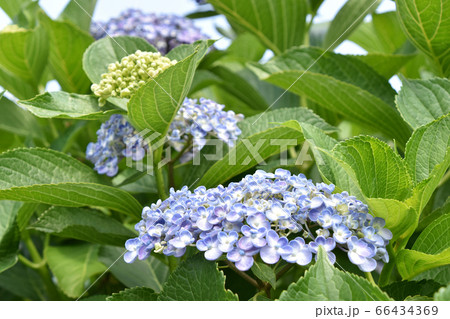 ウズアジサイ(渦紫陽花) ウズアジサイ(渦紫陽花) 66434369