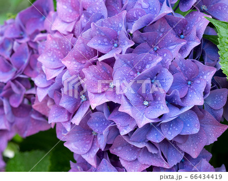 雨上がりのアジサイの花 66434419
