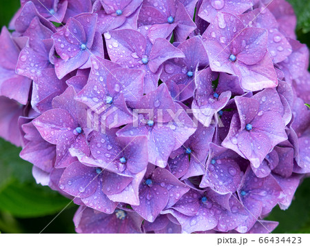 雨上がりのアジサイの花 雨上がりのアジサイの花 66434423