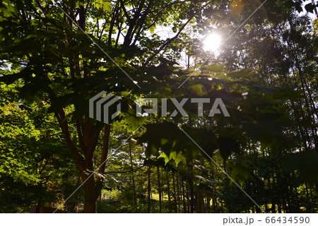 太陽の光が差し込む木々の緑　仙台市野草園 66434590