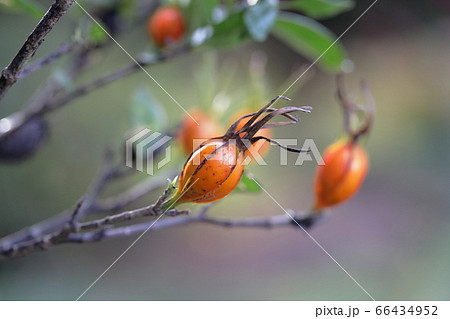 色づくクチナシの実 染め物や着色料の天然色素 色づくクチナシの実 染め物や着色料の天然色素 66434952
