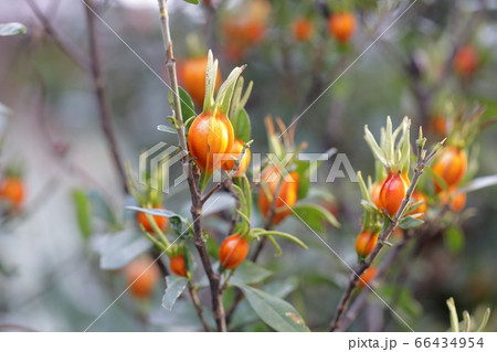 色づくクチナシの実、染め物や着色料の天然色素 66434954