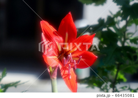 花壇の花 アマリリスの花 赤色の写真素材