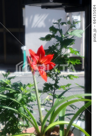 花壇の花：アマリリスの花：赤色 66435084