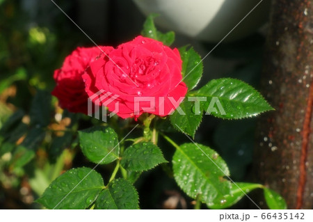 庭の花:ミニバラ:レット 庭の花:ミニバラ:レット 66435142