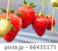 イチゴ 66435175