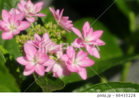 梅雨の花：雨上がりの庭のガクアジサイ 66435228