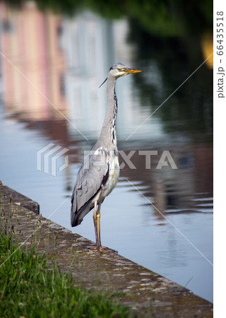portrait of heron standing in border water portrait of heron standing in border water 66435518