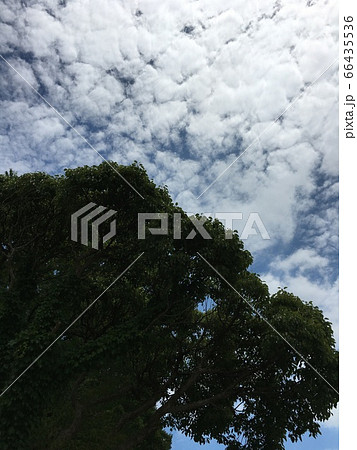 夏空とうろこ雲と大樹 66435536