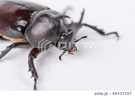 【カブトムシのオス】 66435587
