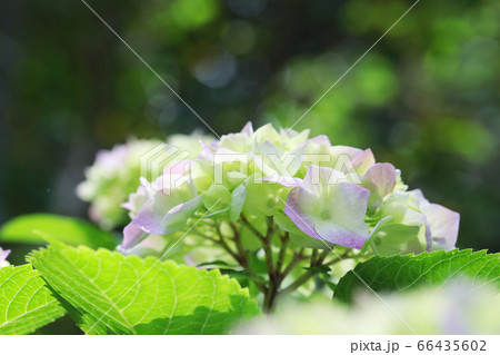 紫陽花2636 66435602