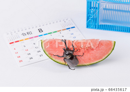 【カブトムシのオス】 66435617