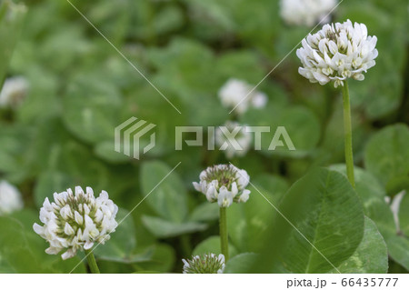 シロツメクサの花の写真素材 [66435777] - PIXTA