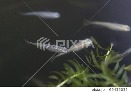 青メダカ 66436035