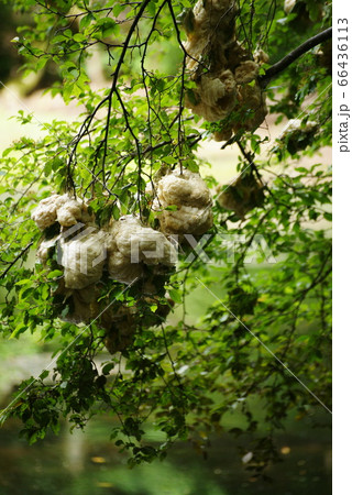 モリアオガエルの卵塊 66436113