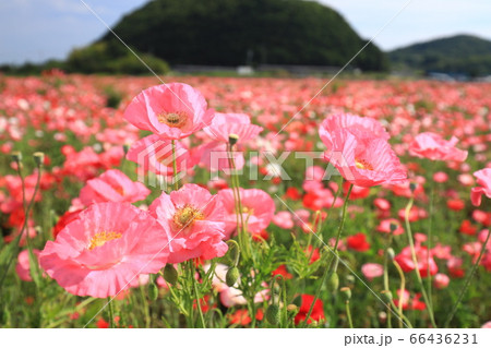 ポピー2441 66436231