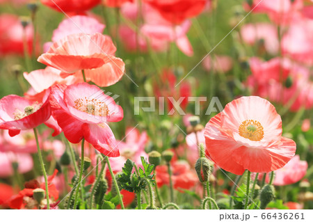 ポピー2331 66436261