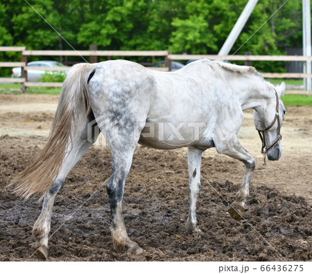 Horse on the farm Horse on the farm 66436275