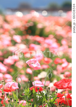ポピー2279 66436504