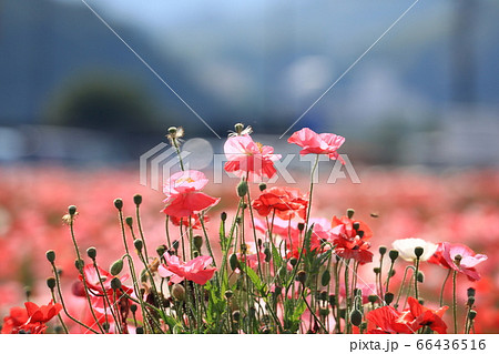 ポピー2247 66436516