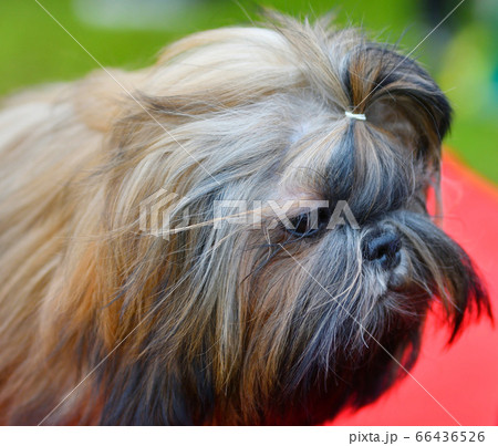 Dog breed Yorkshire Terrier on a walk 66436526