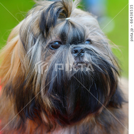 Dog breed Yorkshire Terrier on a walk 66436535