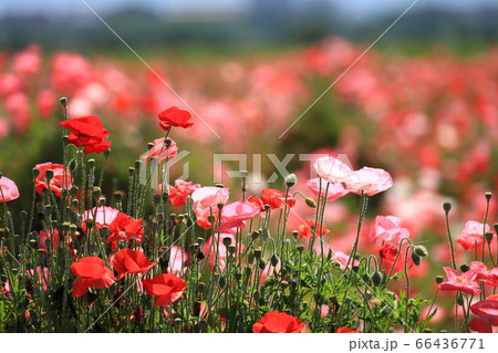 ポピー2153 66436771