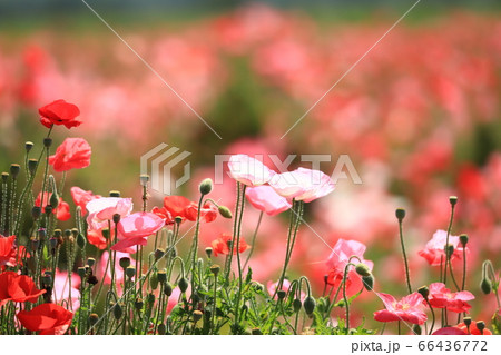 ポピー2152 66436772