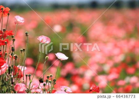 ポピー2150 66436773