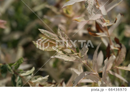 葉の色の変化がきれいなゴシキヤナギ（白露錦） 66436970