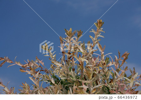 葉の色の変化がきれいなゴシキヤナギ（白露錦） 66436972